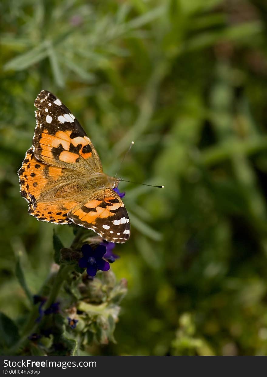 Painted Lady beautifull colour butterfly