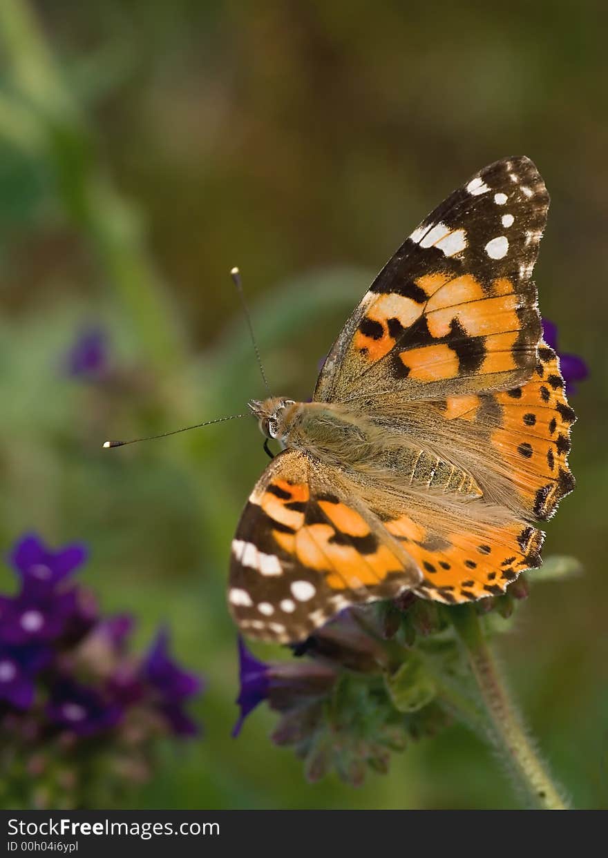 Painted Lady beautifull colour butterfly