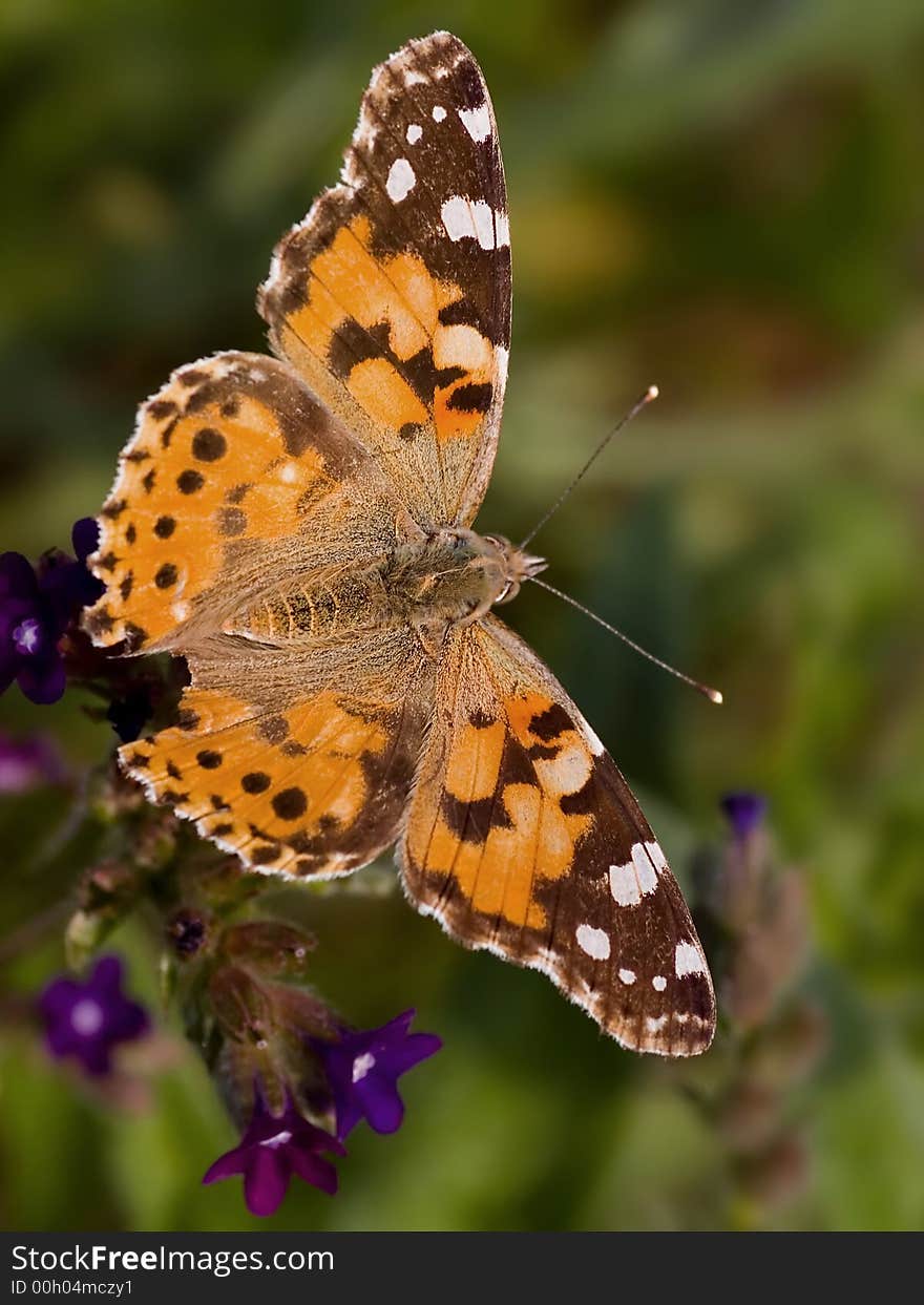 Painted Lady beautifull colour butterfly