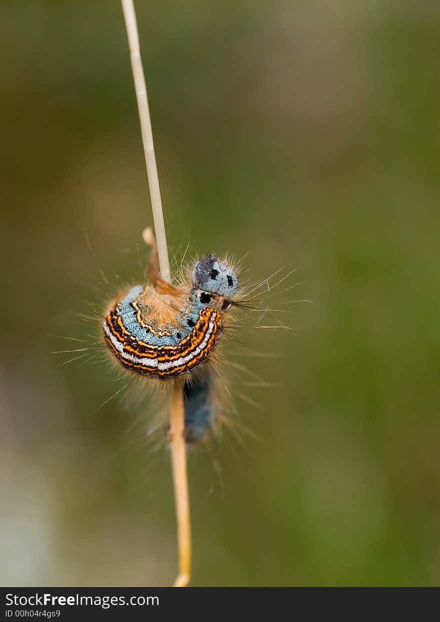 Caterpillar