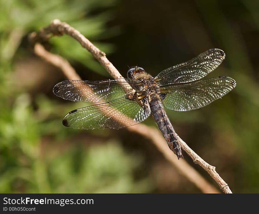 Dragonfly