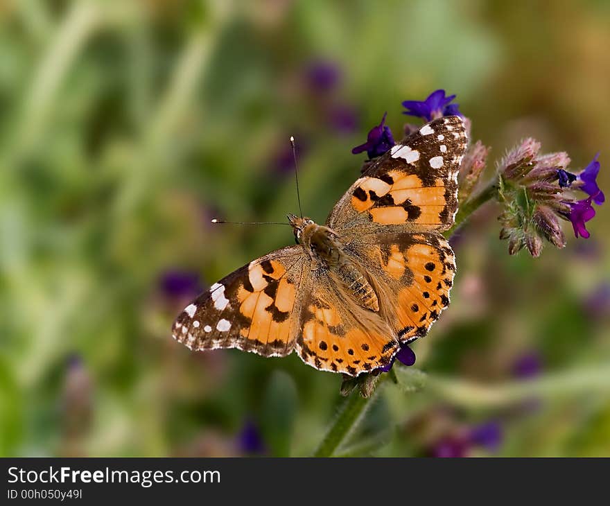 Painted Lady beautifull colour butterfly