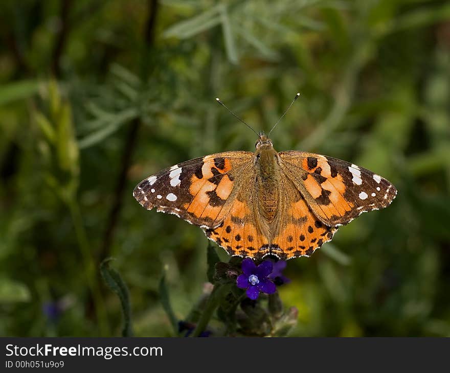 Painted Lady beautifull colour butterfly