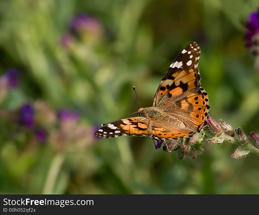 Painted Lady beautifull colour butterfly