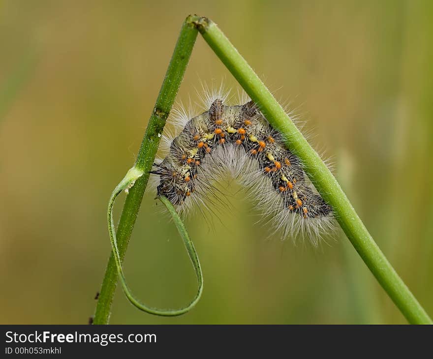 Hairy colour caterpillar  on the grass