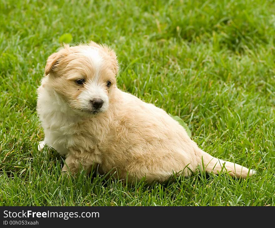 Pute puppy sitting on the grass