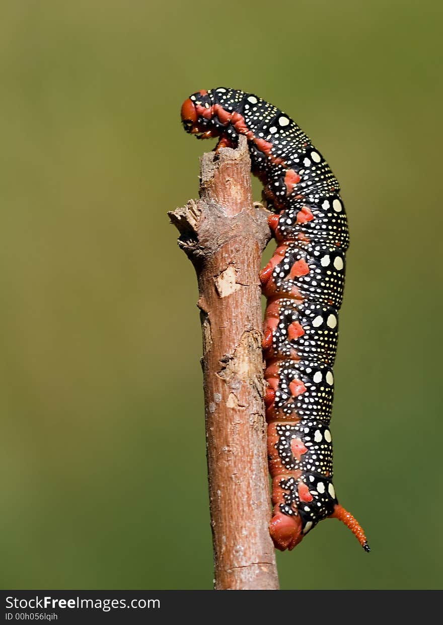 Spurge Hawk-moth caterpillar,  red  form