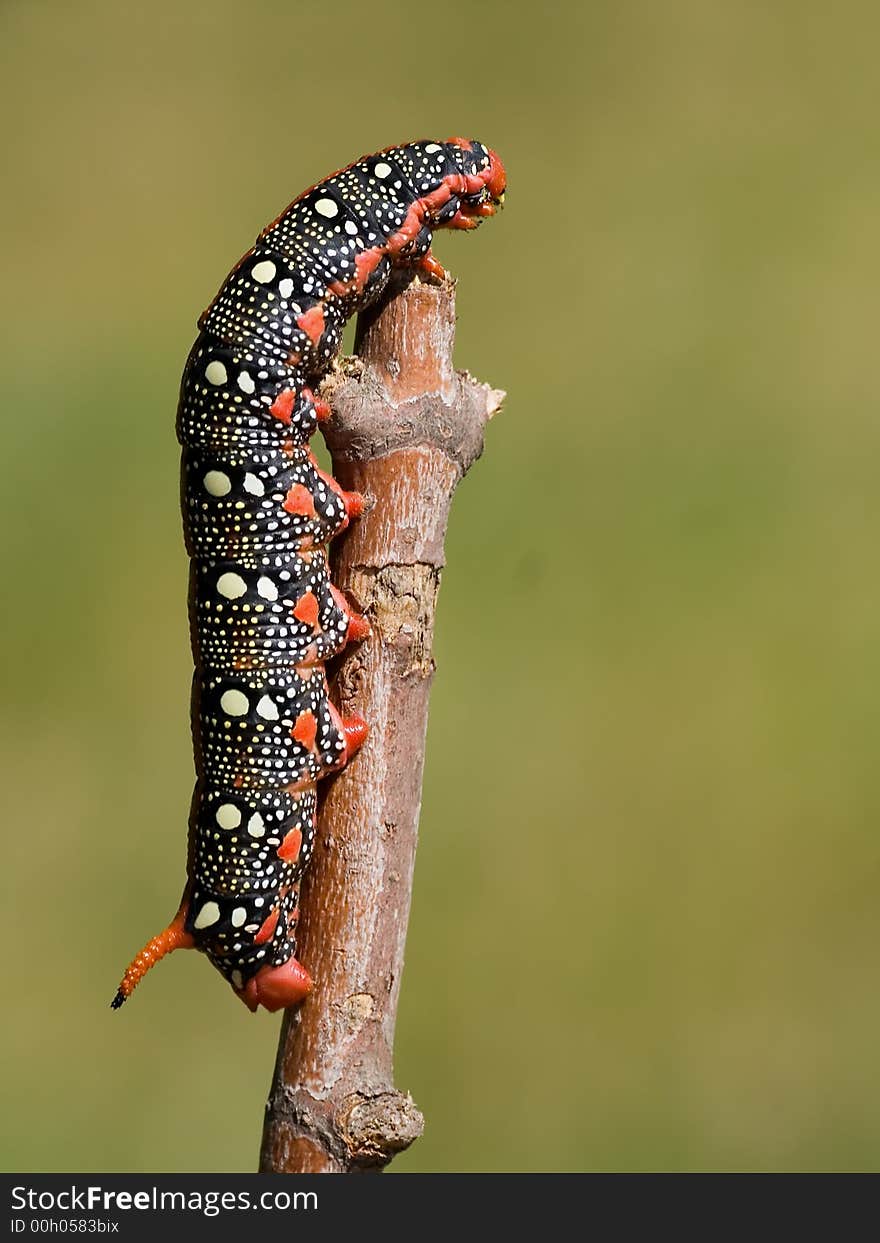 Spurge Hawk-moth caterpillar, red form