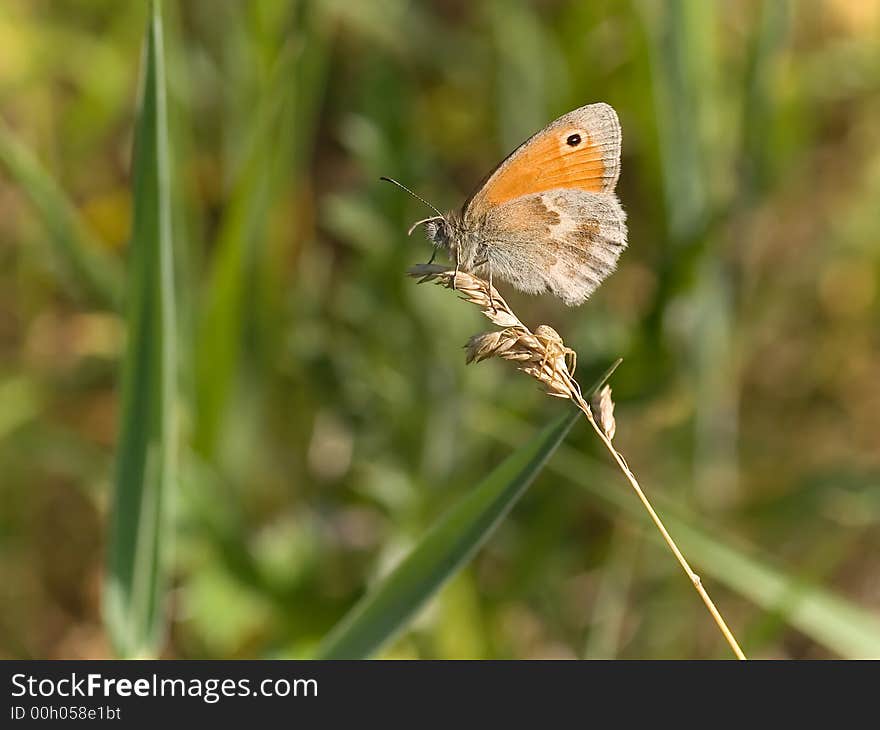 Small Heath butterfly