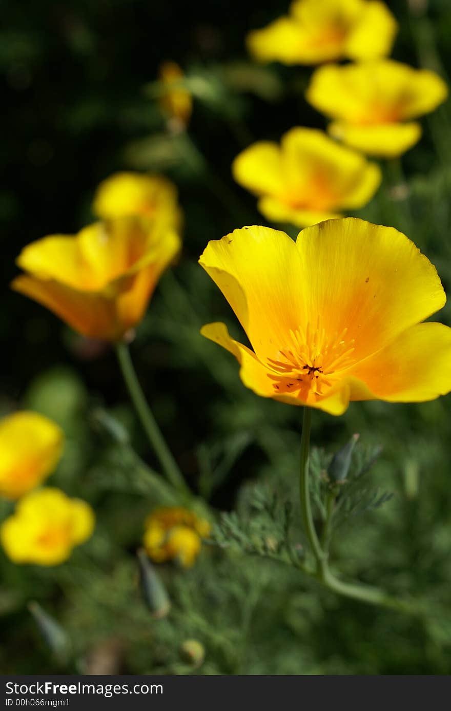 Yellow flowers in a summer garden