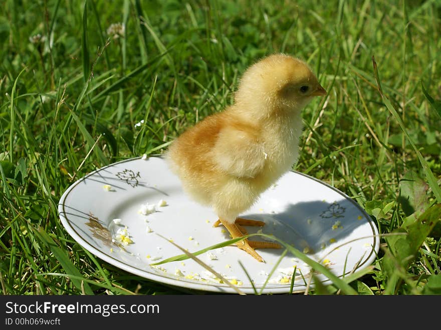 Chicken on a plate