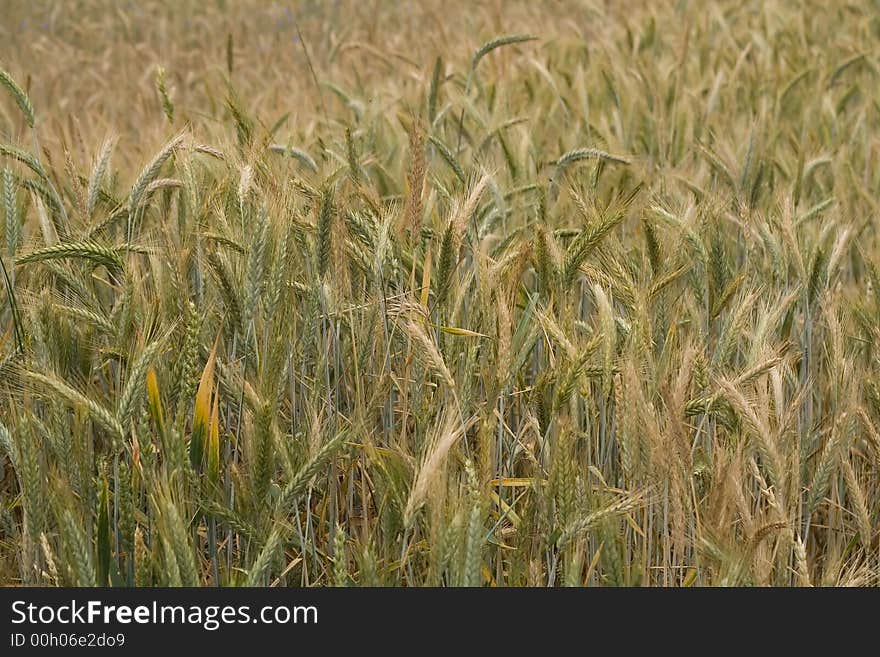 Wheat field with green and  gold stalks