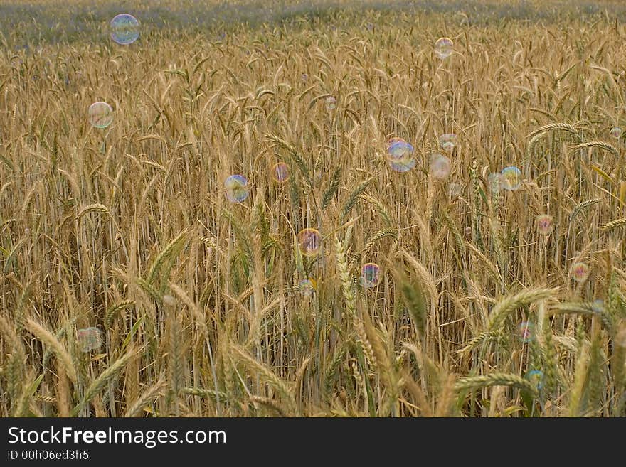 Soap Bubbles Over Wheat Field