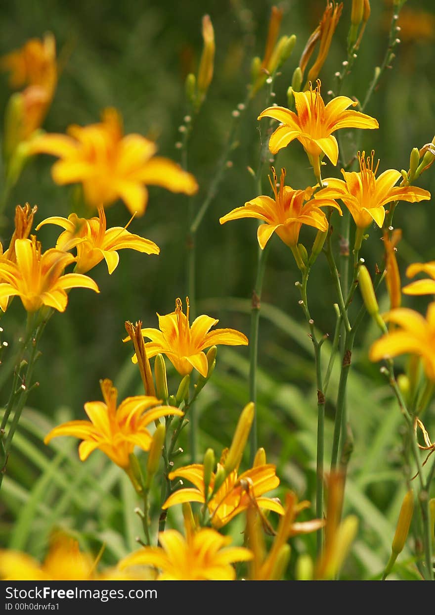 A beautiful image of natures whimsical yellow flowers.