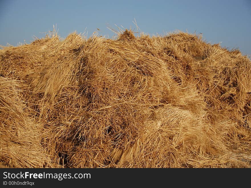 wheat isolated by blue sky