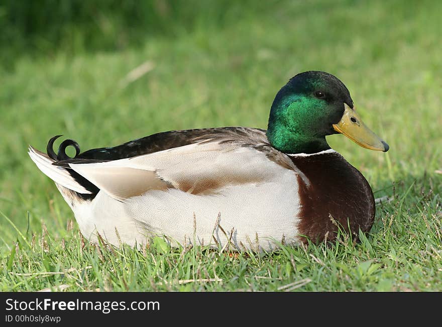 Mallard sitting on the lawn