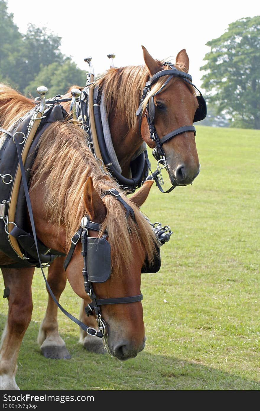 Powerful beasts of burden at English country show. Powerful beasts of burden at English country show