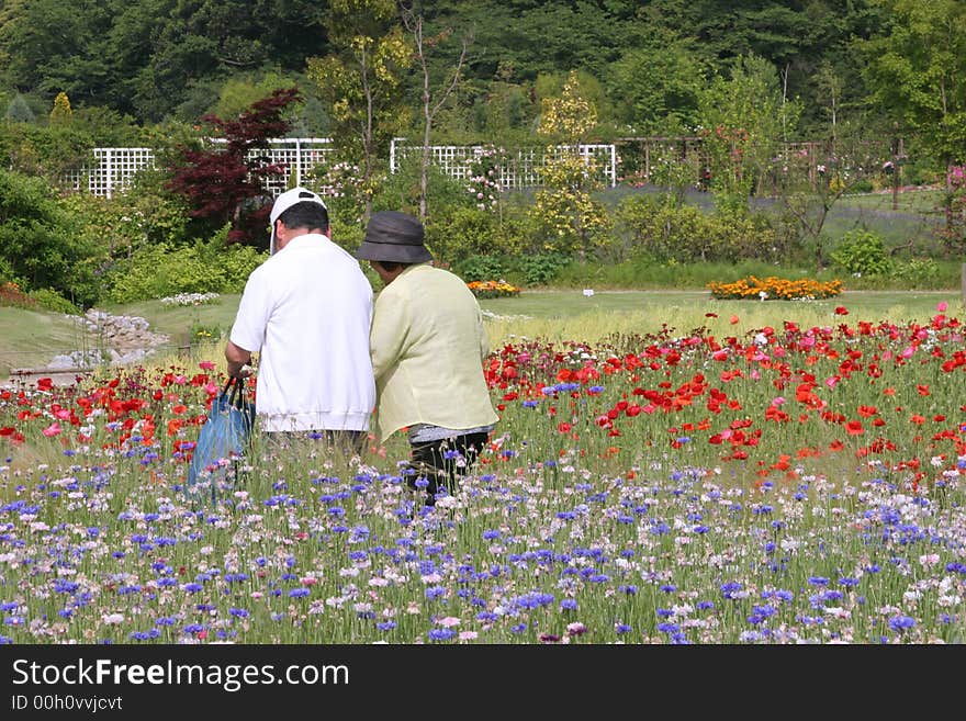 Flower garden in the park in Japan. Flower garden in the park in Japan