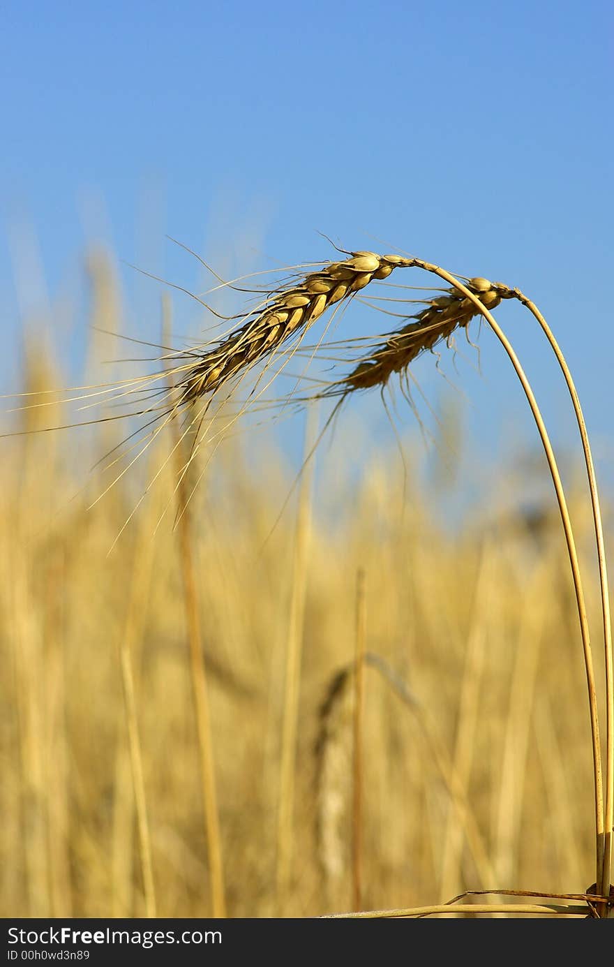 Two spikes of cereal in the field