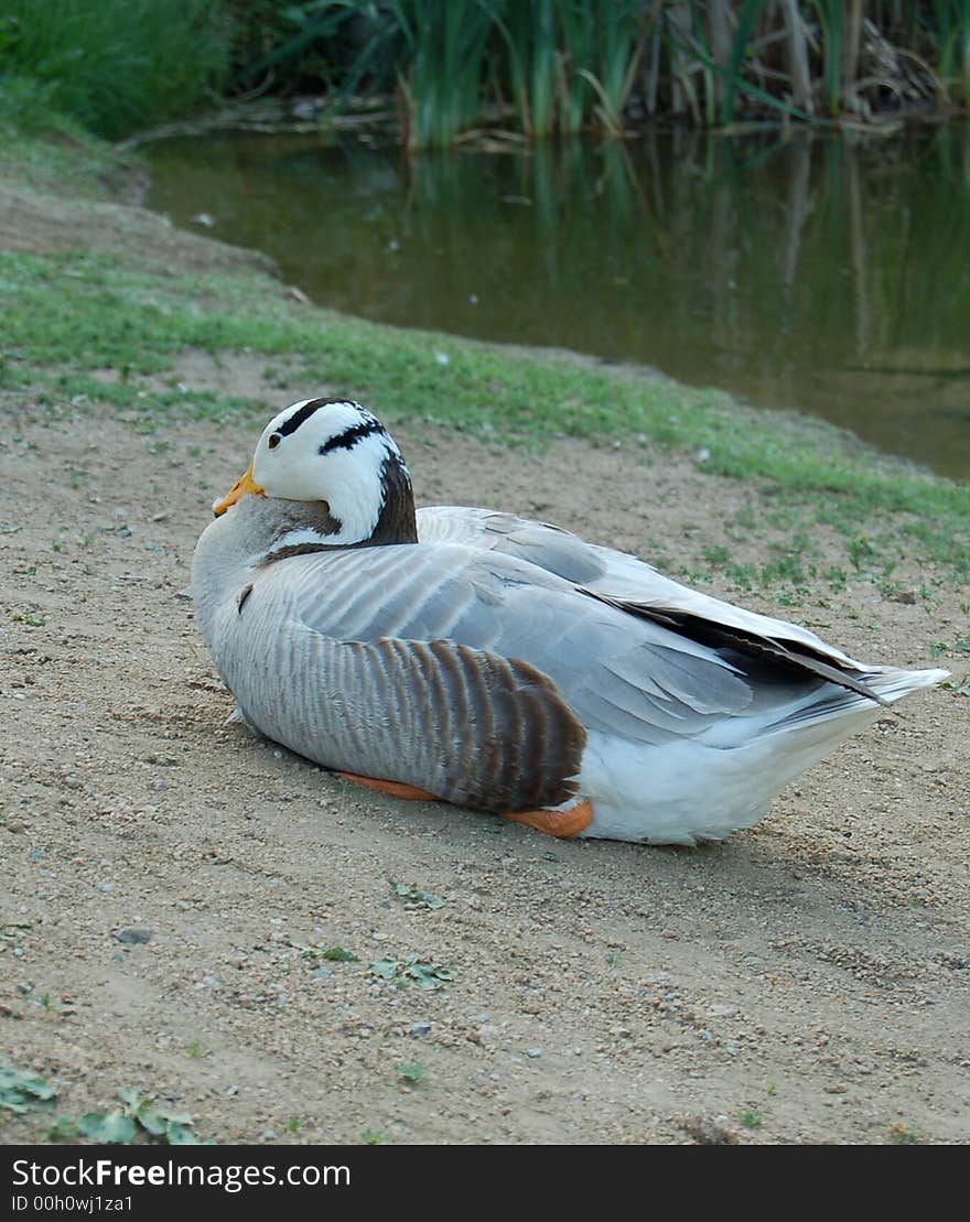 The grey goose on the lake, summer