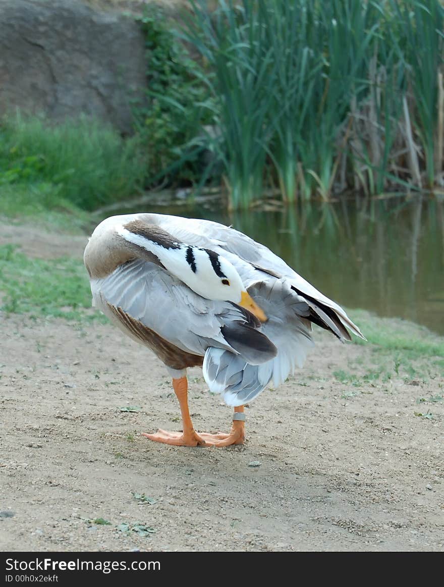 The grey goose on the lake, summer. The grey goose on the lake, summer