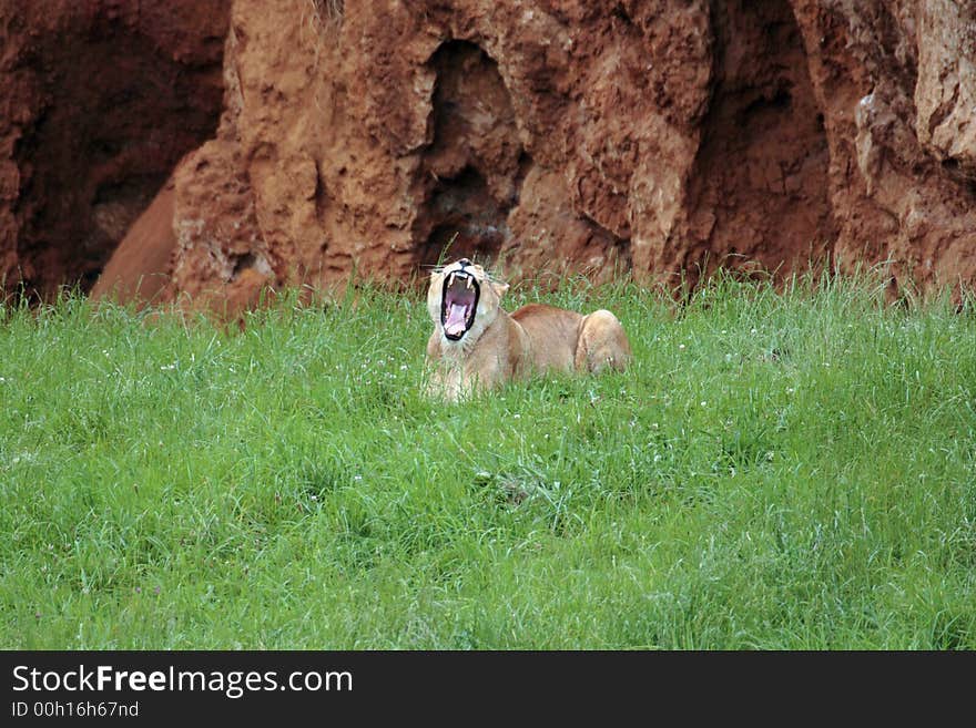 A lioness is roaring us while I´m taking the photo