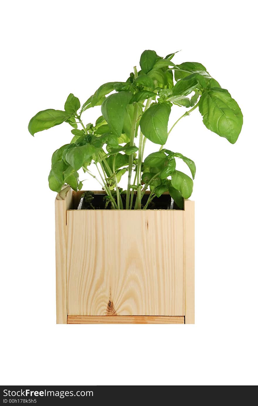 Basil in a wooden pot