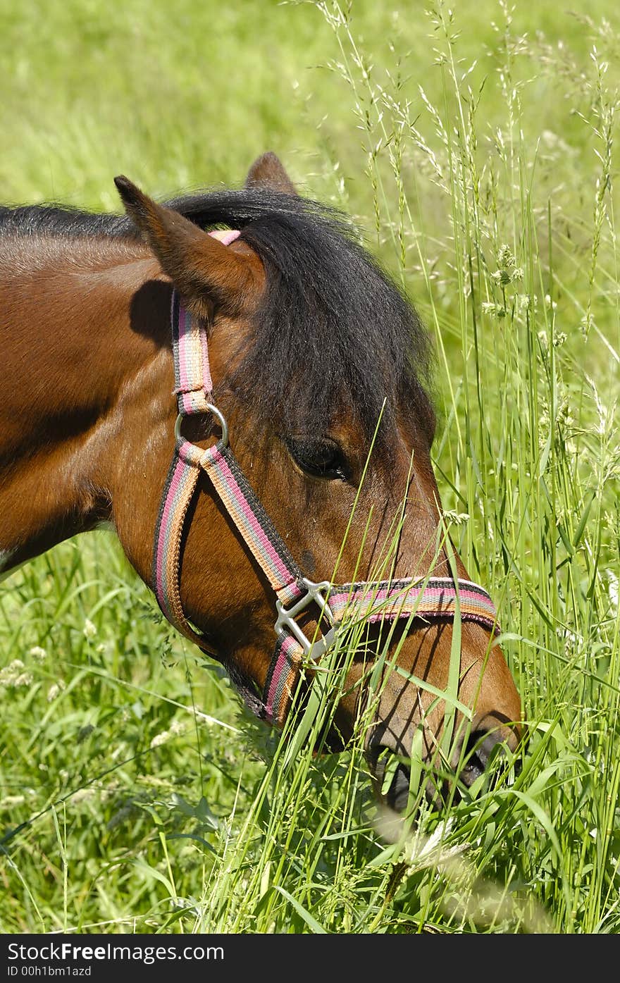 Pony is eating green grass. Pony is eating green grass