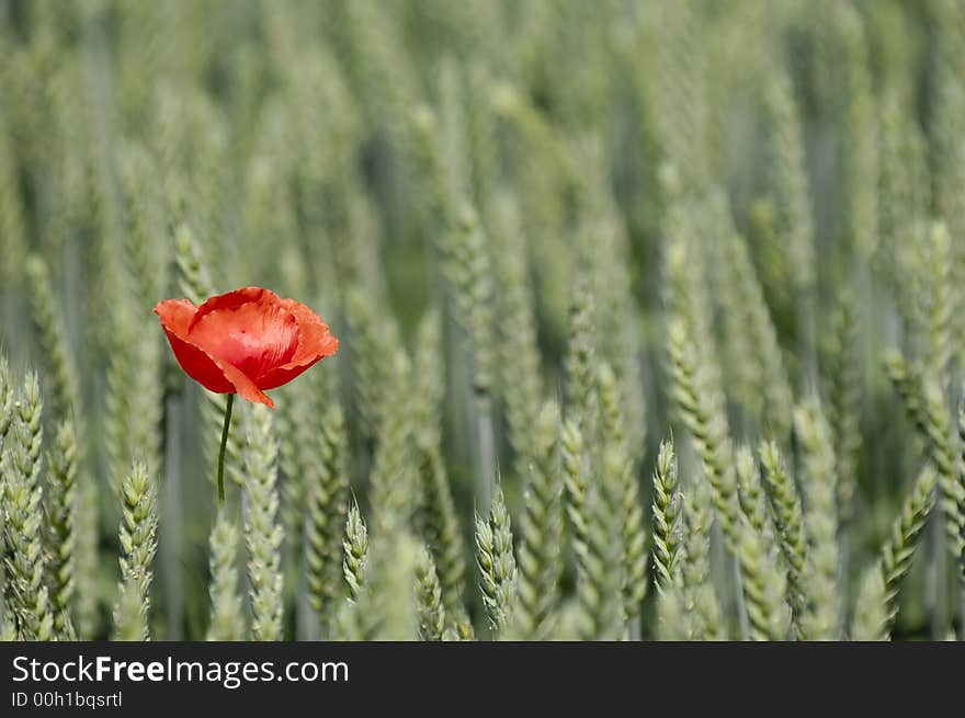 Poppy and corn filed