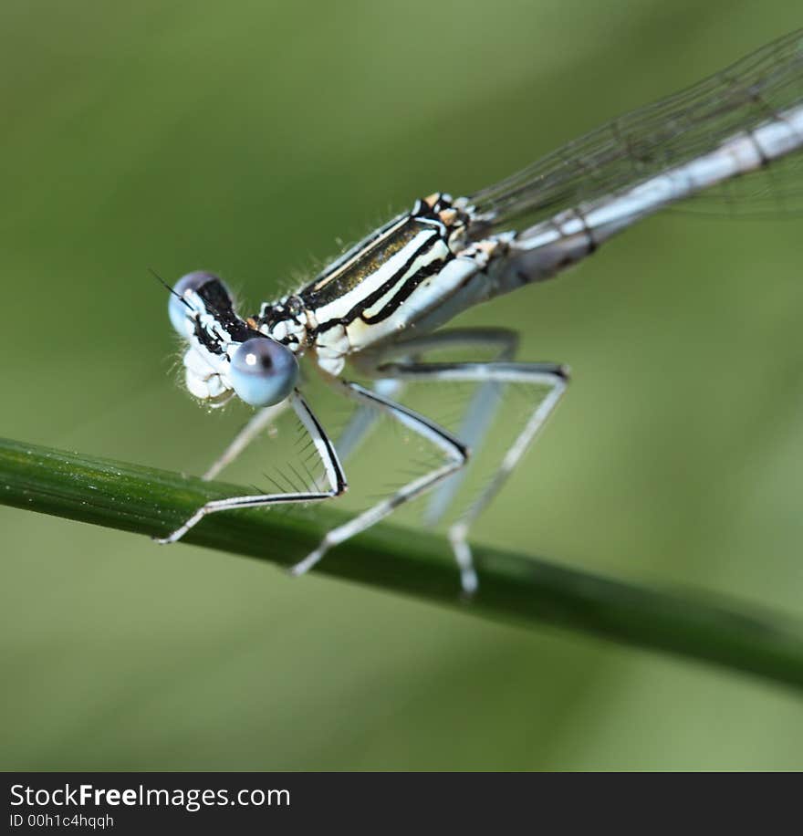 Dragon-fly sitting near a lake