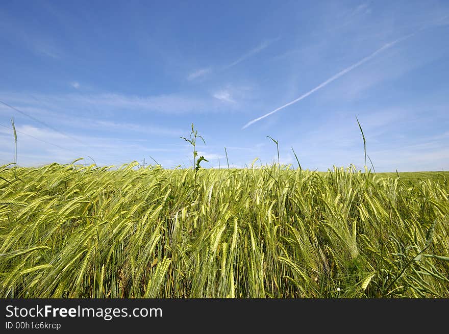 Corn and clear blue sky