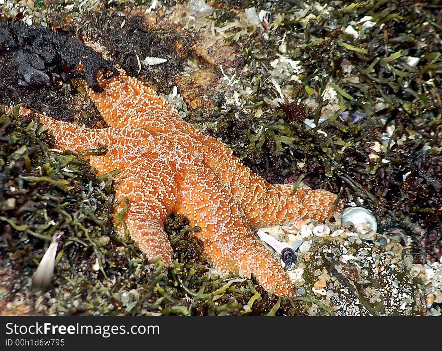 Asilimar wild life along the coastline. Asilimar wild life along the coastline...