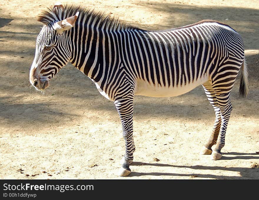 Zebra