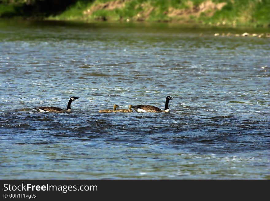 Family of Canada geese swimming across a river to the other side.