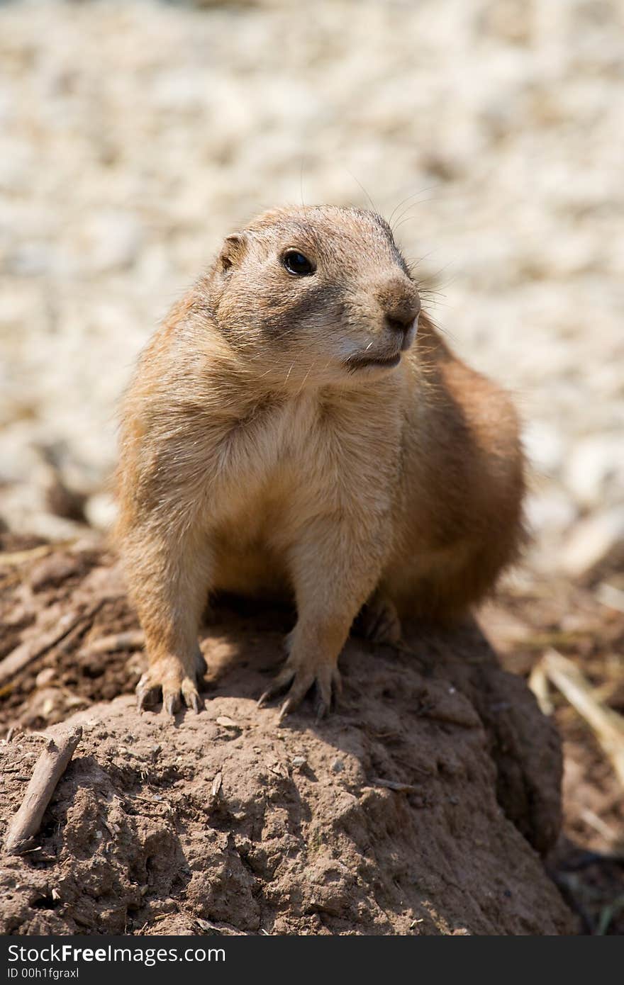 Prairie dog on an earth mound keeps watch