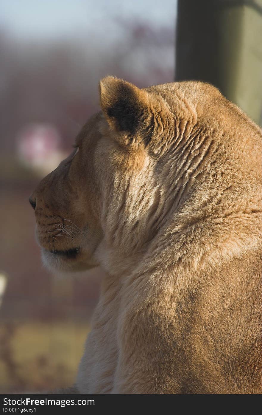 Side profile of a Lioness