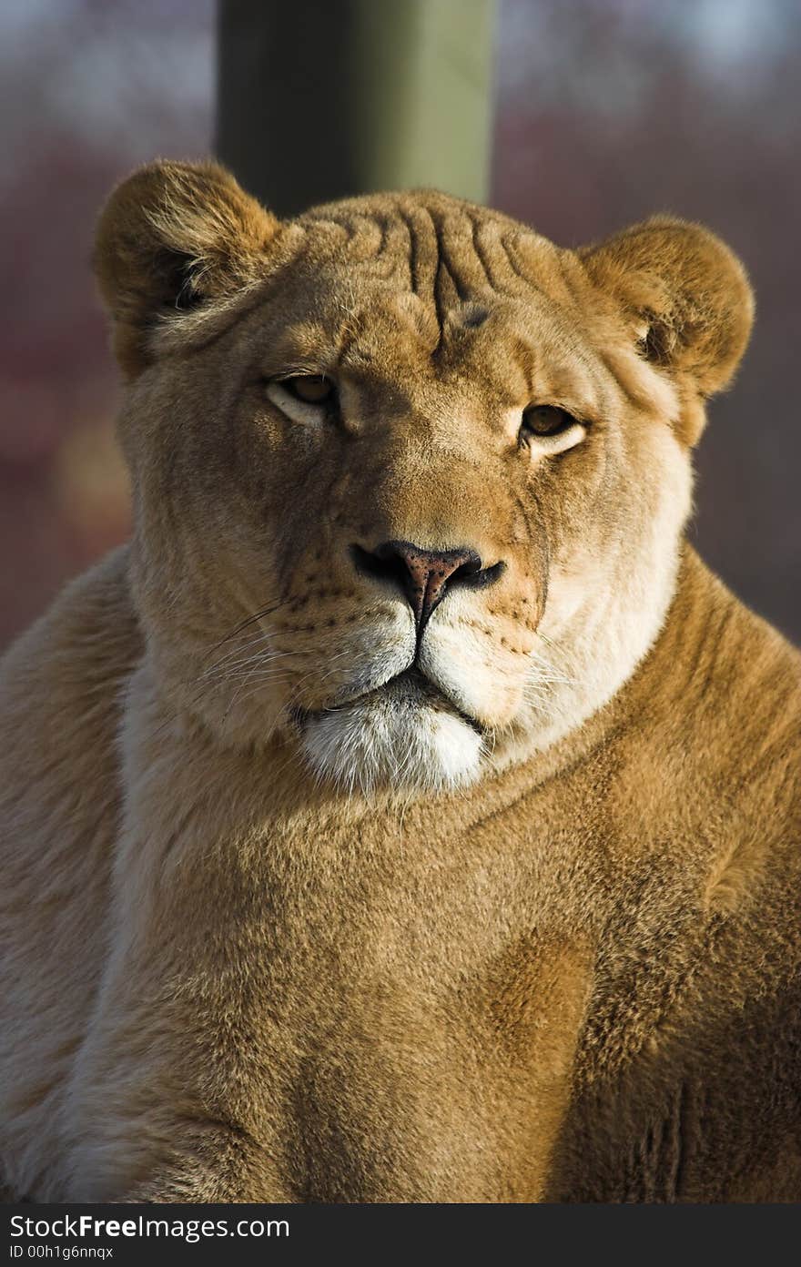 Lioness Portrait