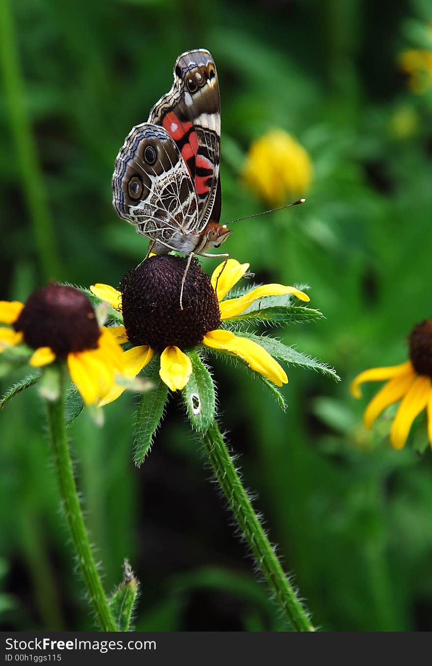 Butterfly at work resting on a Brown Eyed Susan, Virginia U.S.A. Butterfly at work resting on a Brown Eyed Susan, Virginia U.S.A.