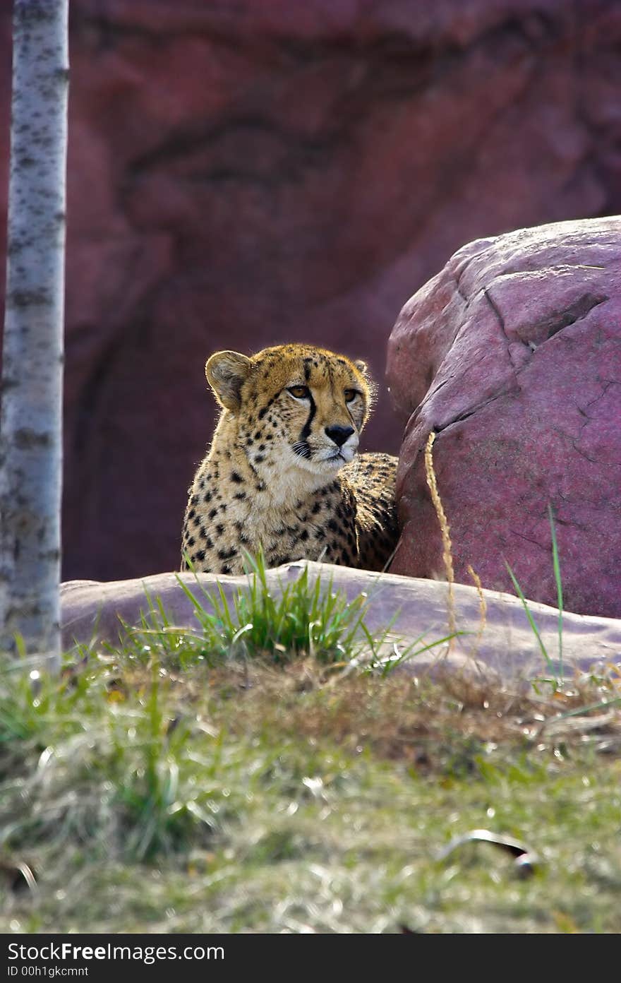 Cheetah lying beside a rock.acinonyx jubatus