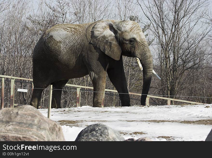 Elephant walking in a zoo