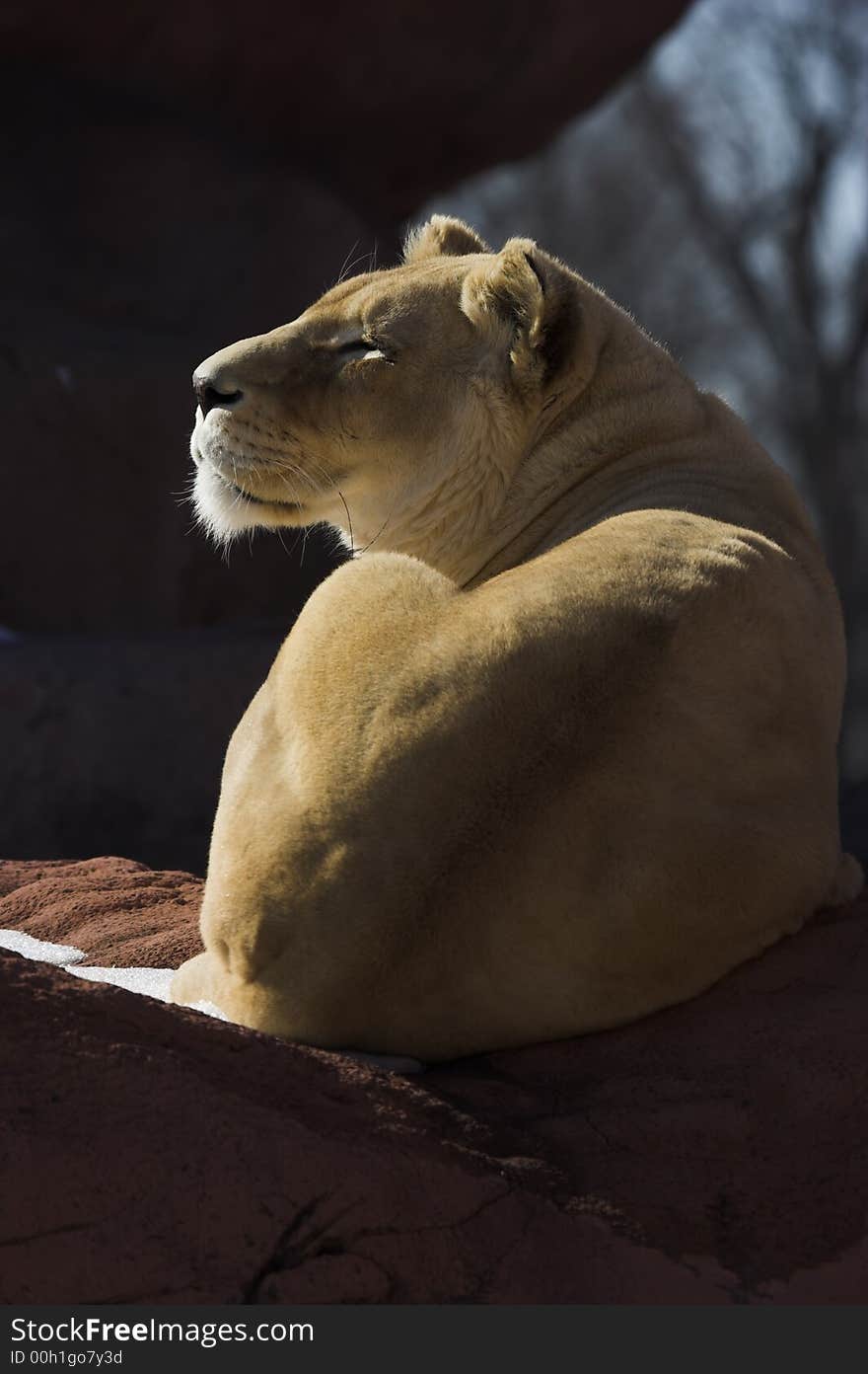 Lioness sunning herself on a rock