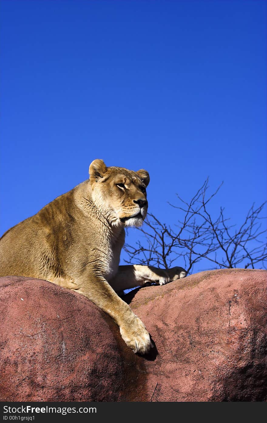 Lioness sunning on rocks in spring