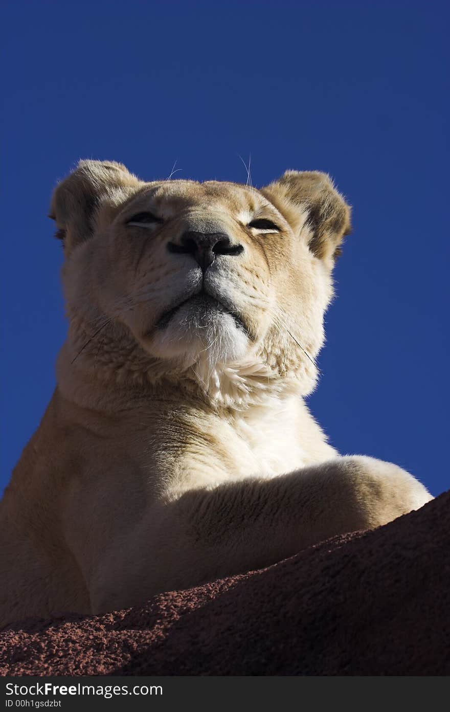 Lioness snoozing on a rock