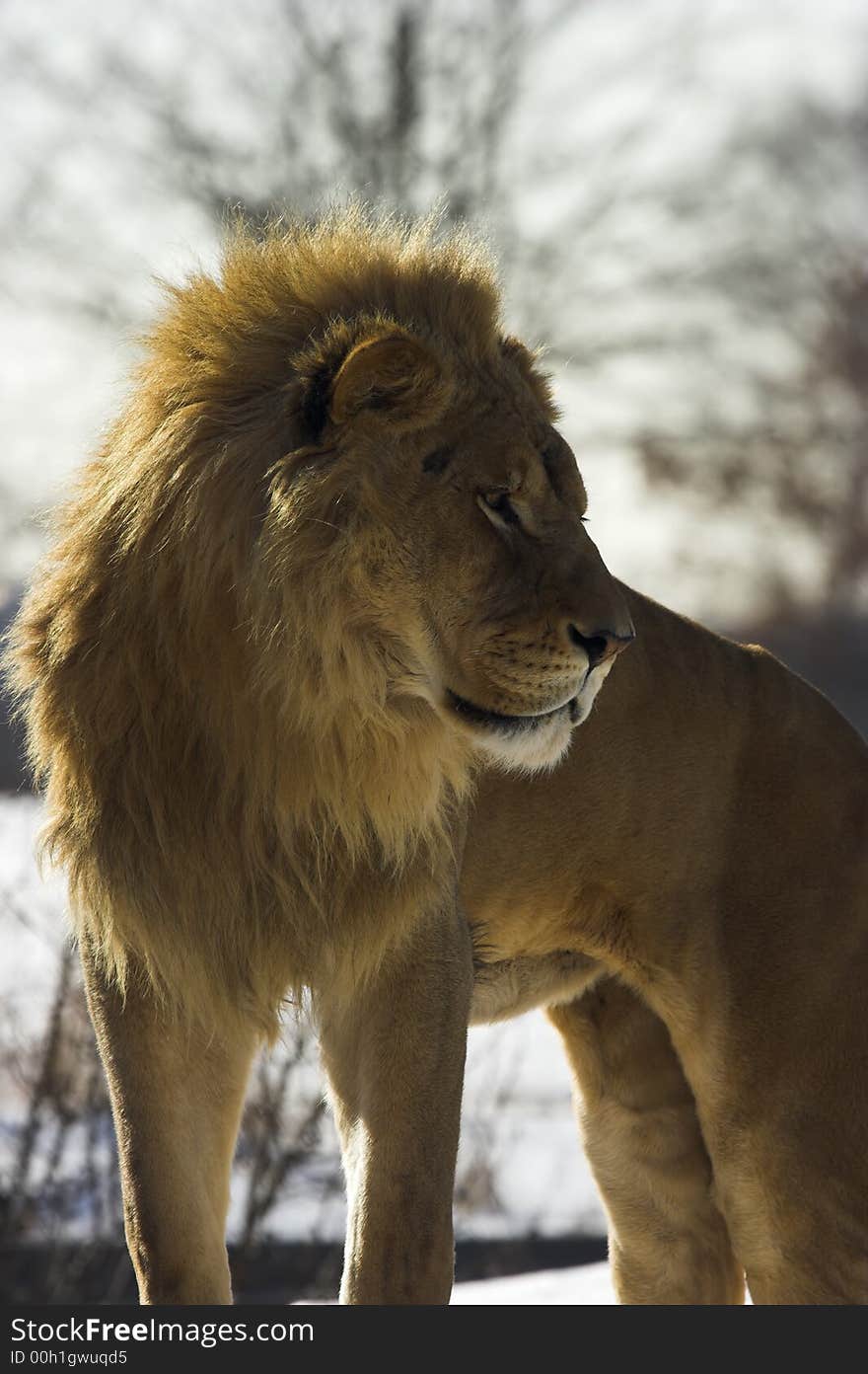 Lion standing in the snow. Lion standing in the snow