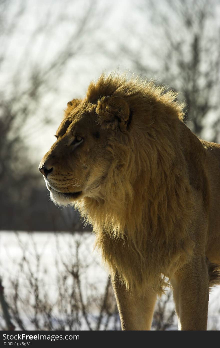 Young Male Lion in the snow