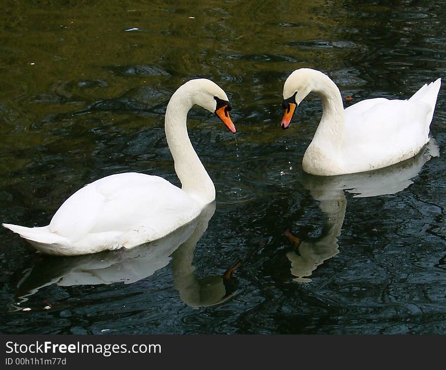 Tho swans in love walentines