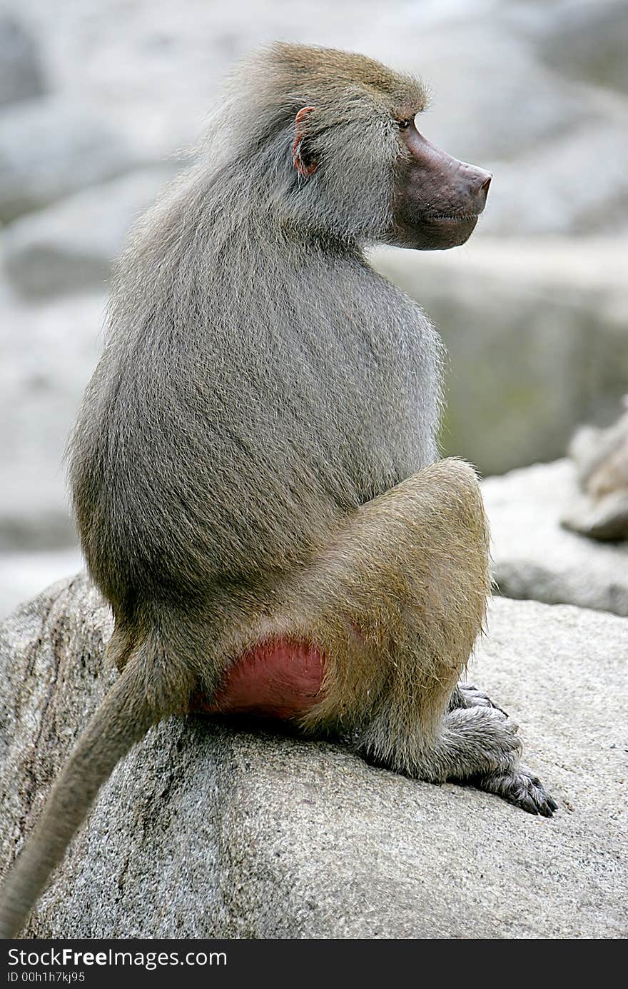 Portrait of nice baboon female. Portrait of nice baboon female