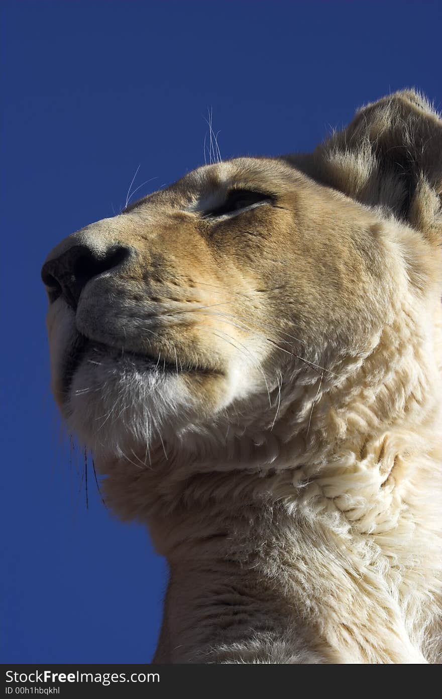 Side portrait of a lioness