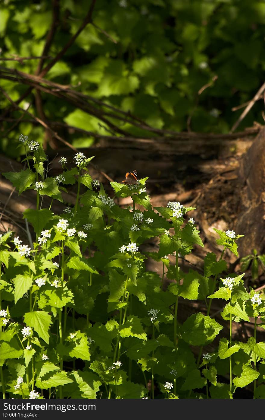 Forest scene with flowers
 in spring. Forest scene with flowers
 in spring