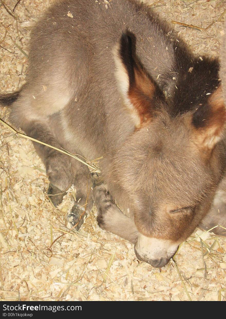 This image depicts a baby donkey sleeping.